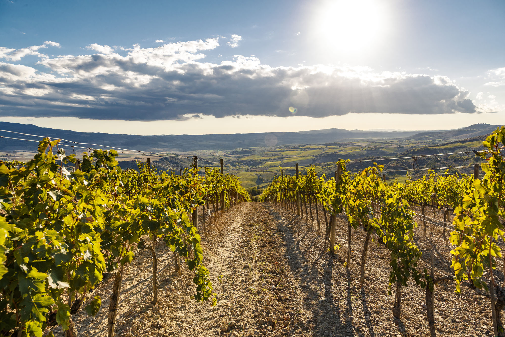 vintage vinification