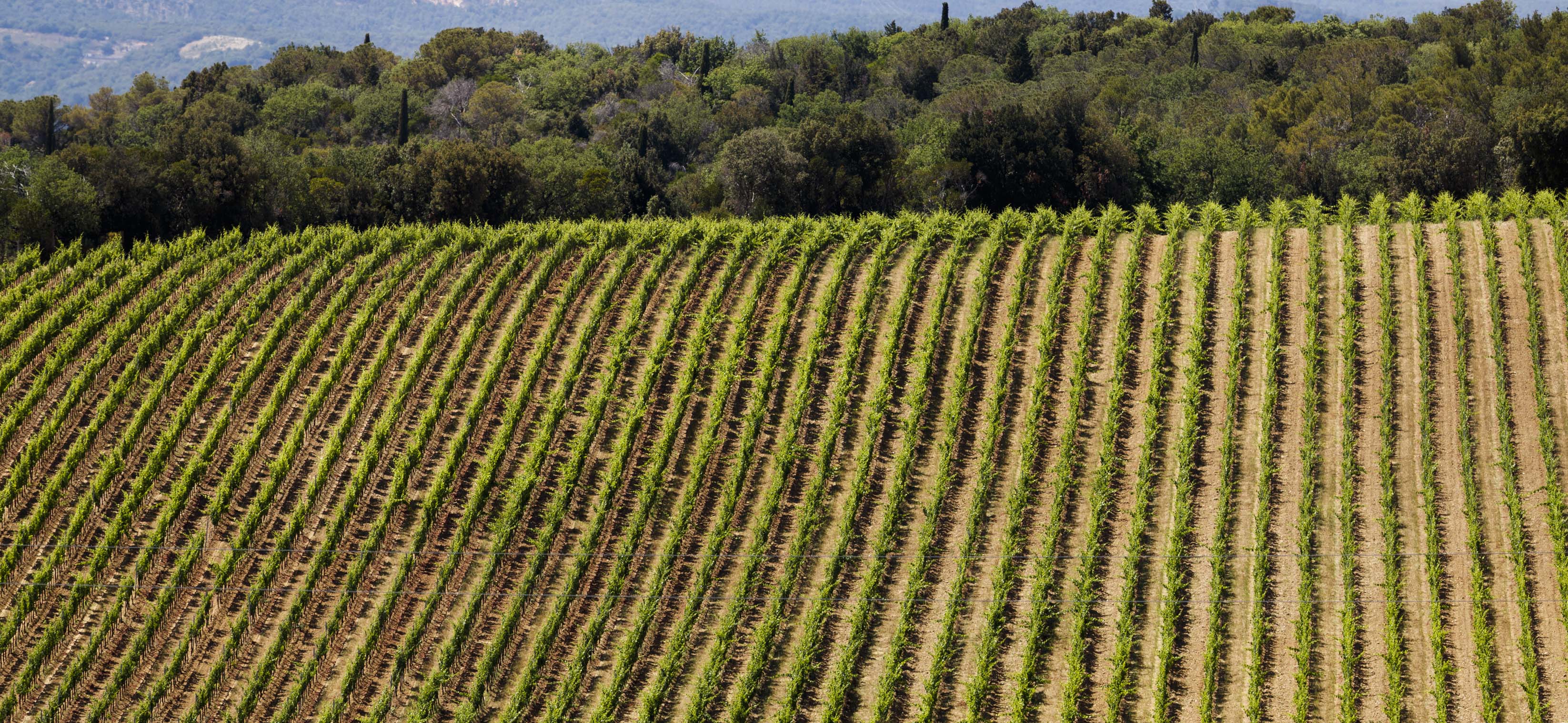 vintage vinification