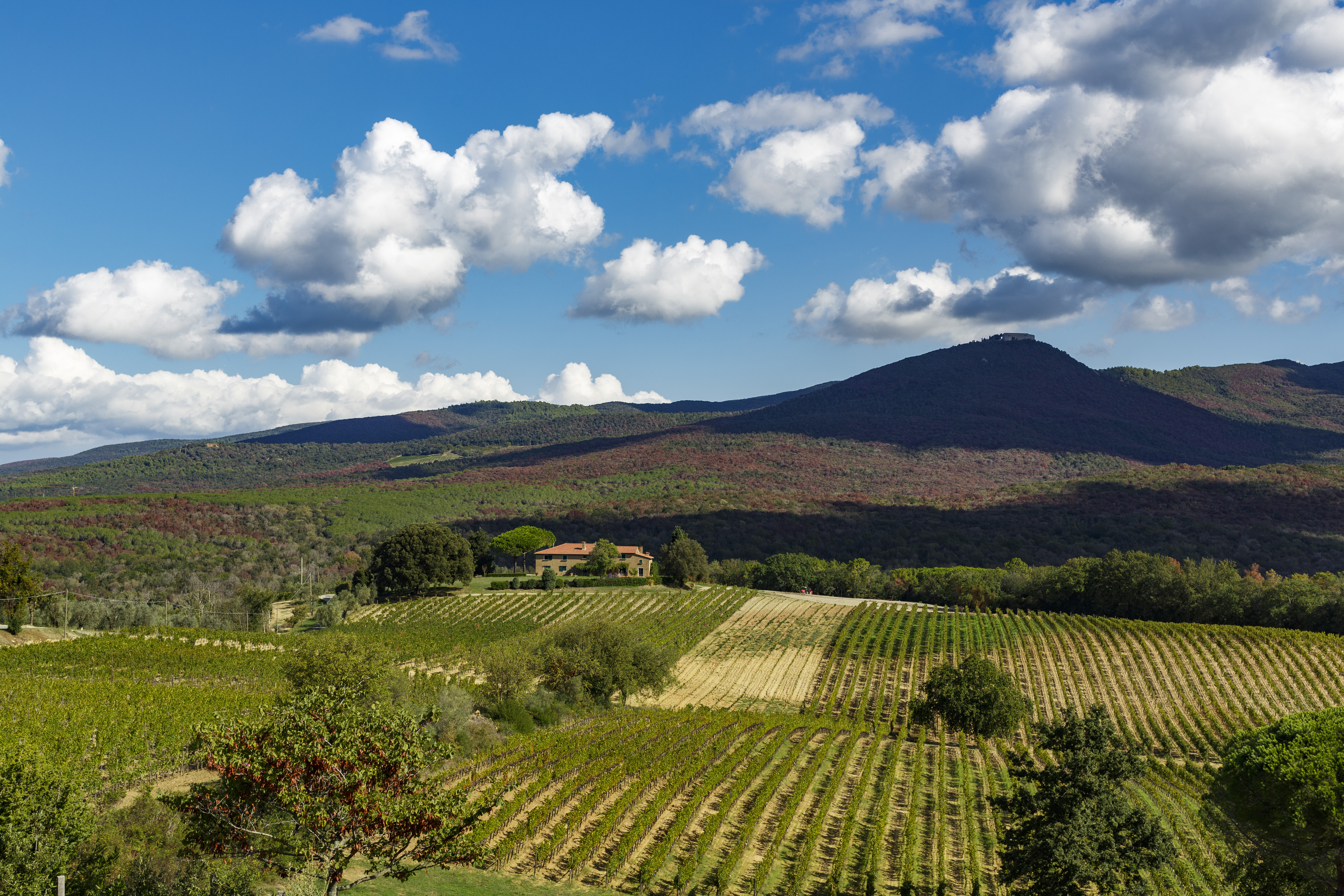 vintage vinification